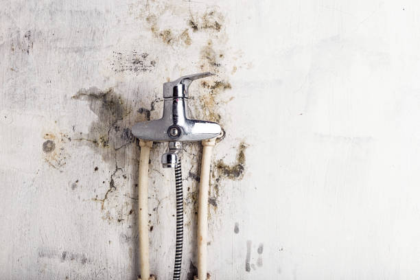 Best Commercial Mold Removal  in Tallapoosa, GA