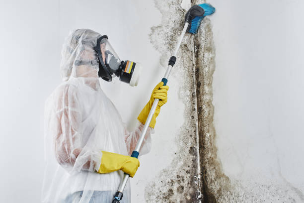 Best Residential Mold Removal  in Tallapoosa, GA