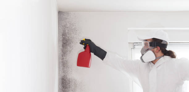 Office Mold Removal Services in Tallapoosa, GA