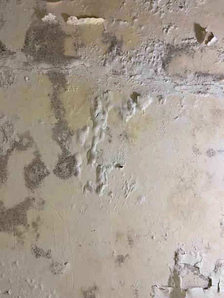 Best Attic Mold Removal  in Tallapoosa, GA