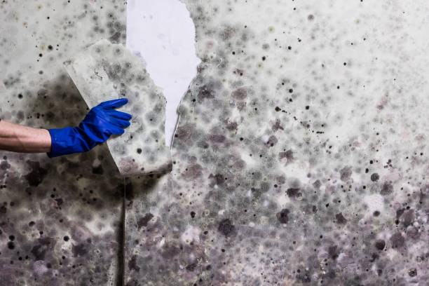 Best Fast Mold Removal  in Tallapoosa, GA